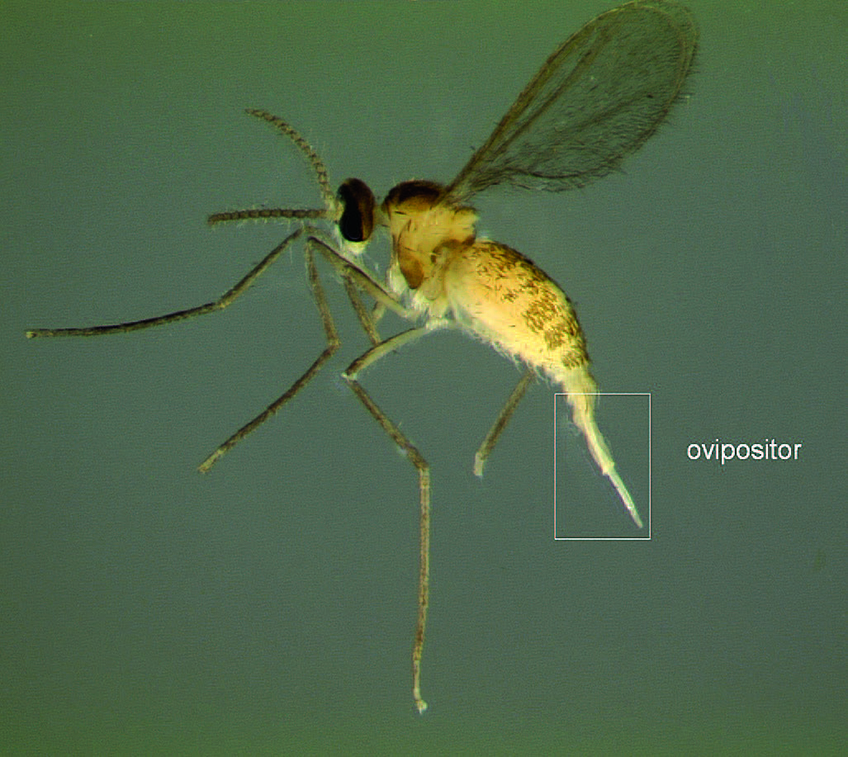 La fotografía muestra una hembra de la mosquita de la agalla del arándano (Dasineura oxycoccana) con el ovipositor (órgano para depositar los huevos) extendido.